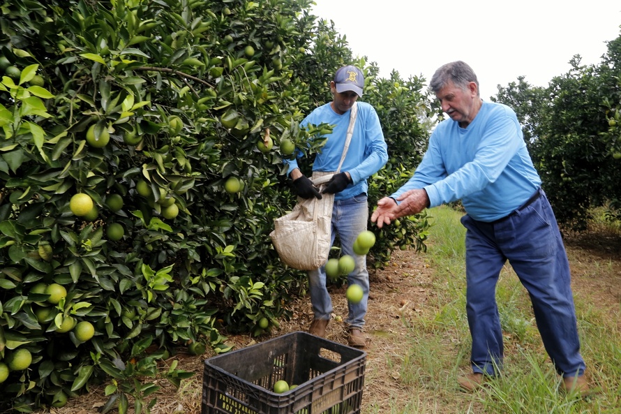 "Mar verde" de Altônia, limão gera empregos e ganha o Paraná