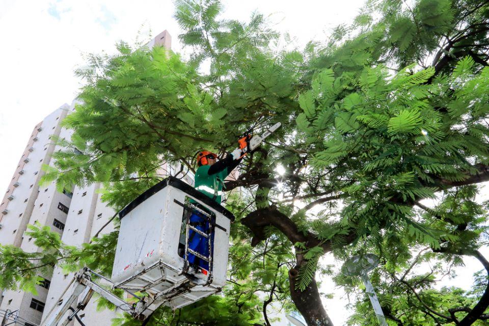Maringá realiza mutirão de podas de árvores